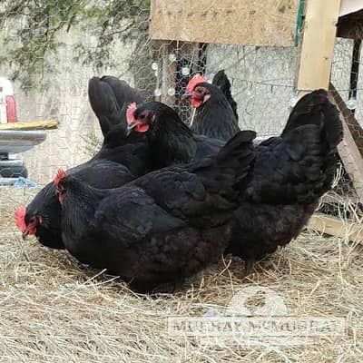 Australorp 1 male 3 female for sale