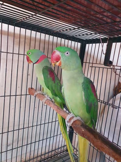 raw breeder pair 03074077676