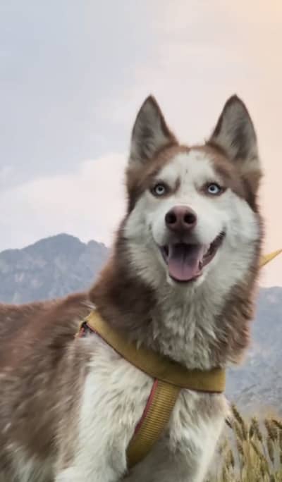 Male siberian husky brown and white for sale/ URGENT SALE