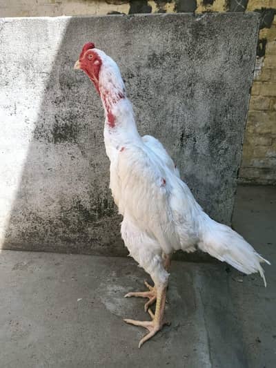 king oh Shamo