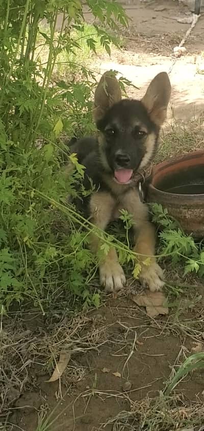 alsation puppy