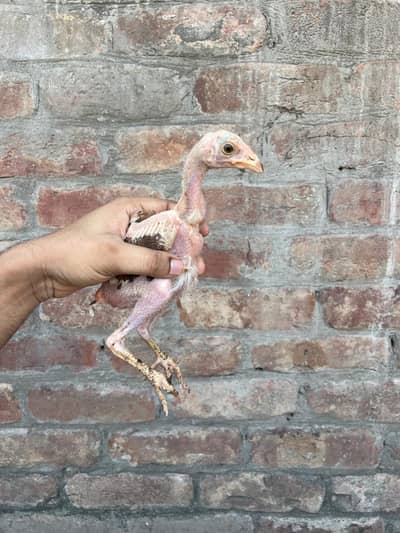 Healthy Active Home Breed Aseel Chicks Available