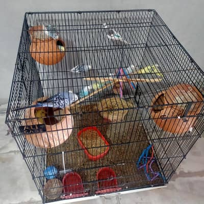 Australian parrot 6 pair for sale urgent  13 peace Hain  active Hain