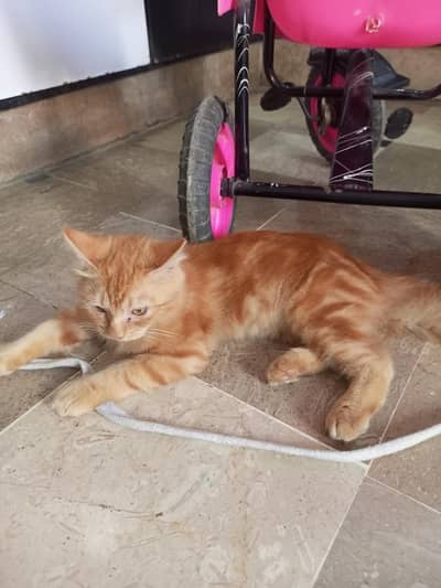 Persian Cat for sale