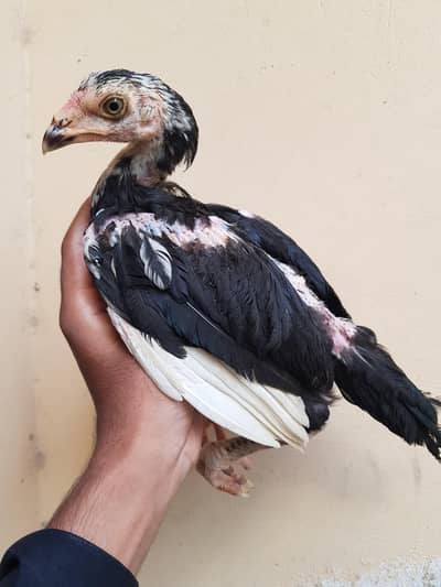 lassani aseel chicks available