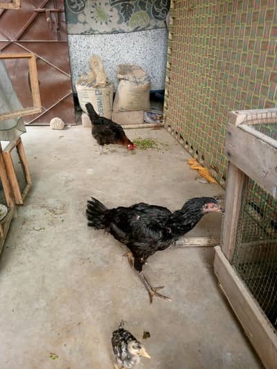 aseel hens