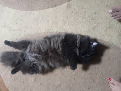 Persian cat for sale