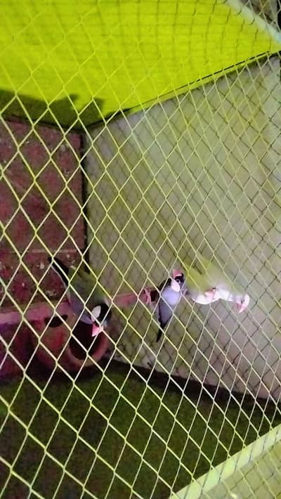 finches