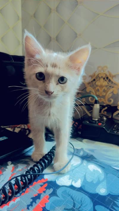 Persian Kitten for Sale On Urgent Basis