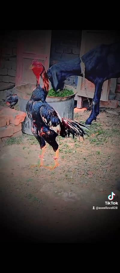 Lassani Murga