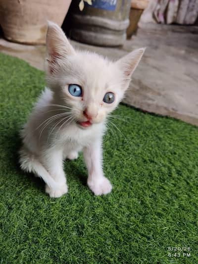 Persian cat baby for sale