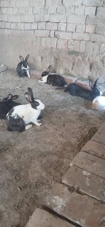 rabbit