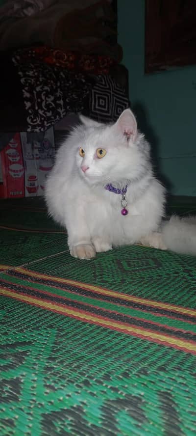 Pure White Persian Female Cat for Sale