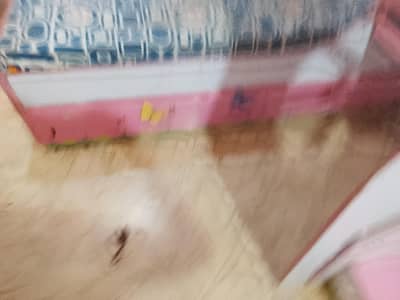 kis Bunker bed