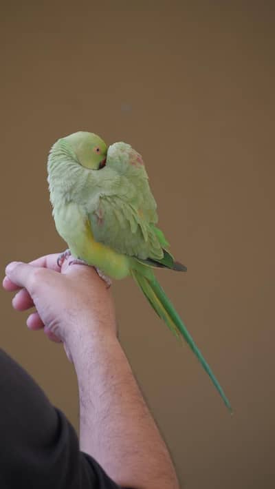 talking parrot