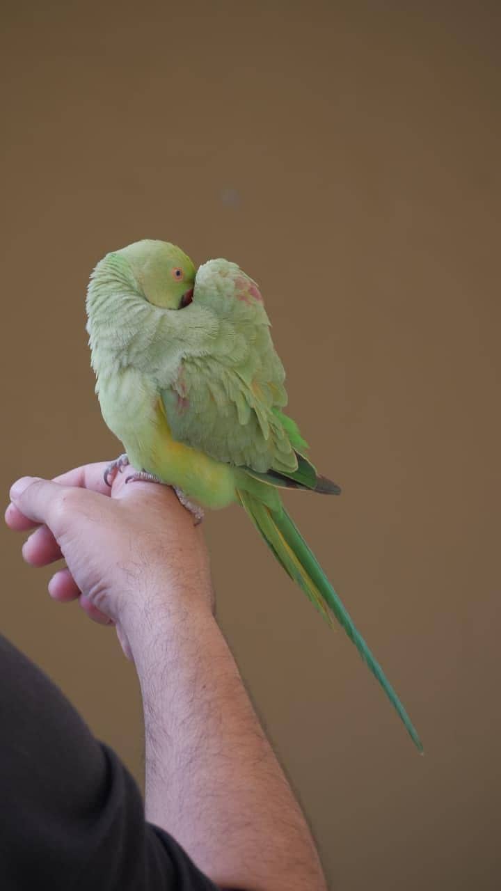flew away parrot 0