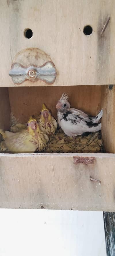 Handtame Cockatiel chicks (03101131712)
