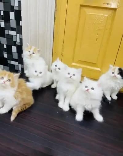 Persian cat triple cod for sale,my WhatsApp number 03274272410