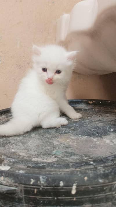 Persian blue eyes male kitten white colour triple coat
