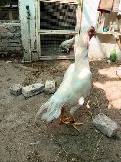 Shamoo Aseel for sale white pepper