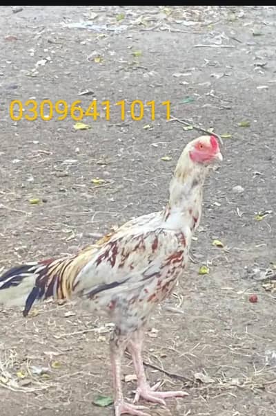 aseel murga