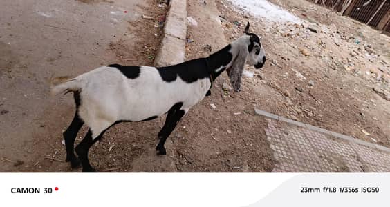 patery gaban 1.5 month,goat for sale