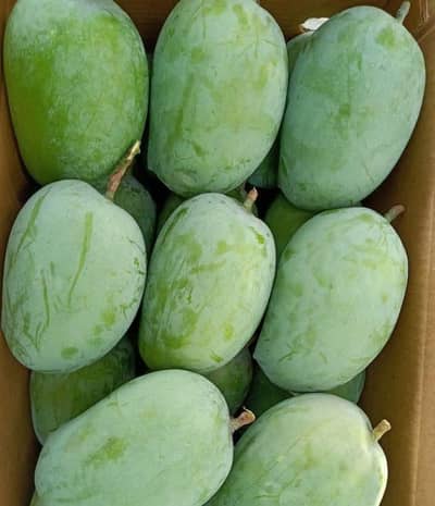 Farm Fresh Unripe Mangoes Available For Sell