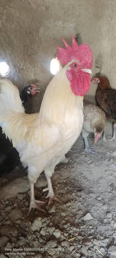 3 دیسی انڈے دینے والی مرغیاں اور 1 خوبصورت سفید مرغا برائے فروخت)