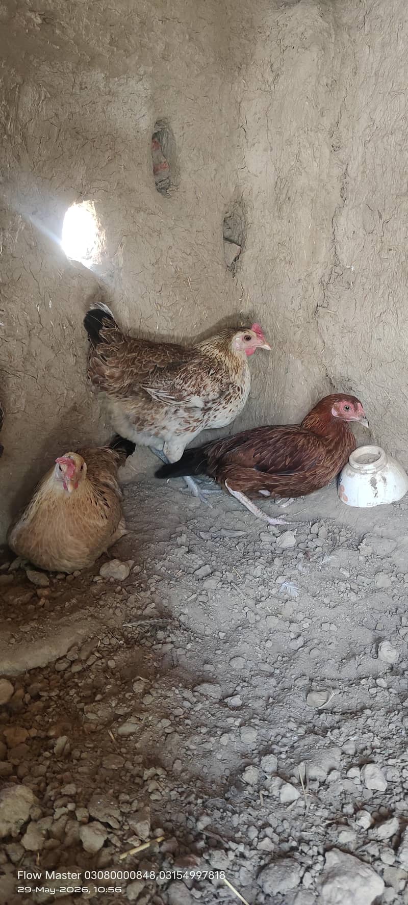 3 دیسی انڈے دینے والی مرغیاں اور 1 خوبصورت سفید مرغا برائے فروخت) 1