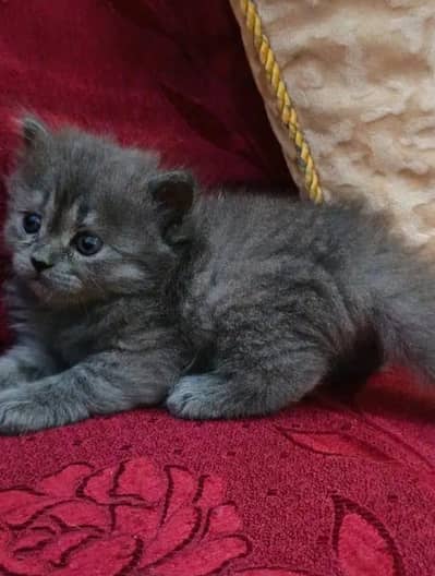 Persion cats Male and Female