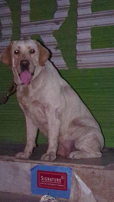 Labrador young female high quality  0/3/2/5/6/3/9/6/9/2/2