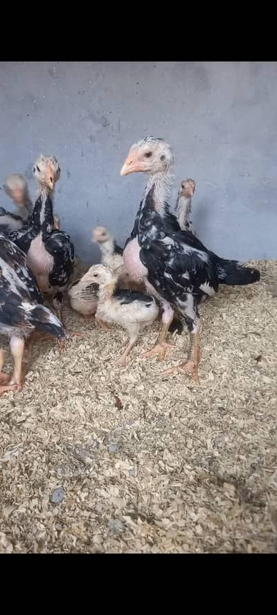 Pure Japanese chicks top quality