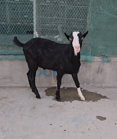 teddy gulabi abluk bakra goat teda (bakri breeder)