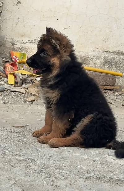 German Shepherd  puppies long cot 03186176381 WhatsApp