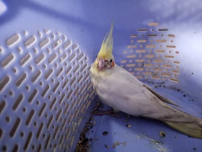 Lutino birds