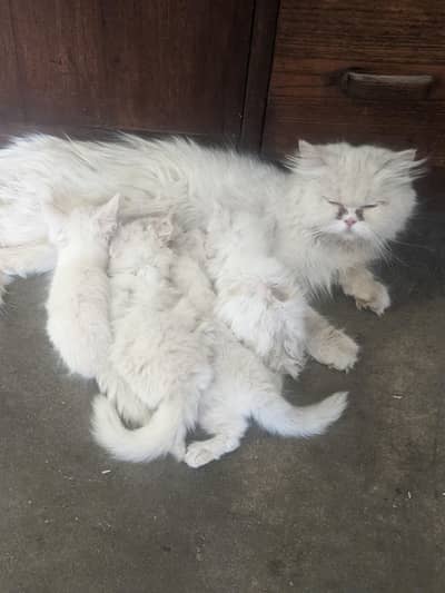 4 kitten's with mother