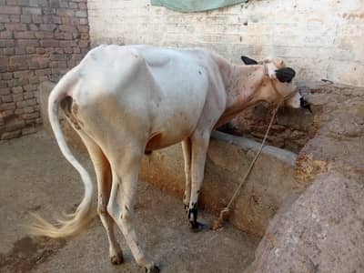 Fata jangi wacha 0314 5387877