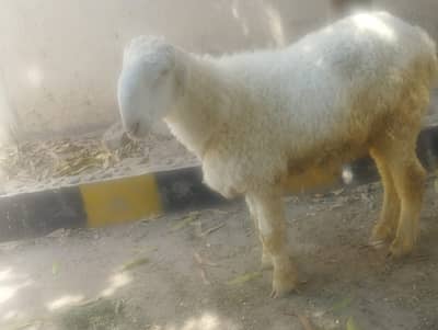 Chatra Pakka Kheera Sheep for Qurbani or Aqeeqa (bakra, Lela, chatra)