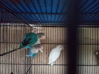 finch jawa