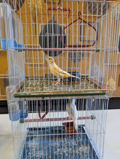 Singing Canary