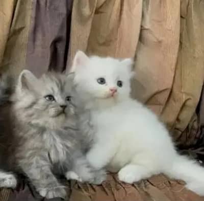 parsion kitten
