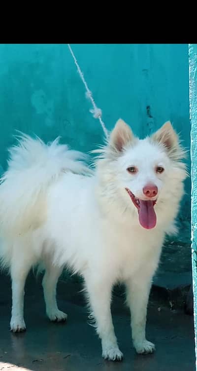 Russian female pink nose long coat for sale