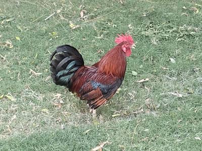Cock Desi
