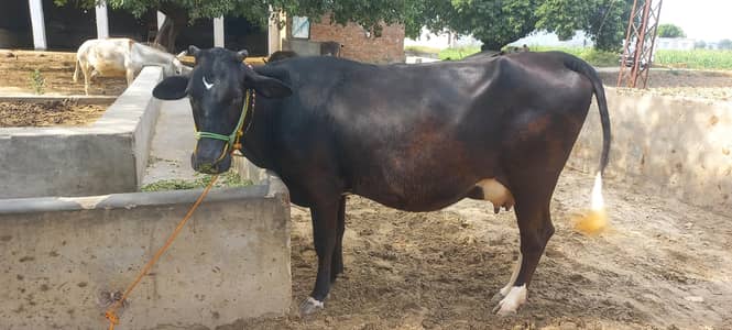 cow for sale mouh say 2 dant sath wacha 2 din ki soi