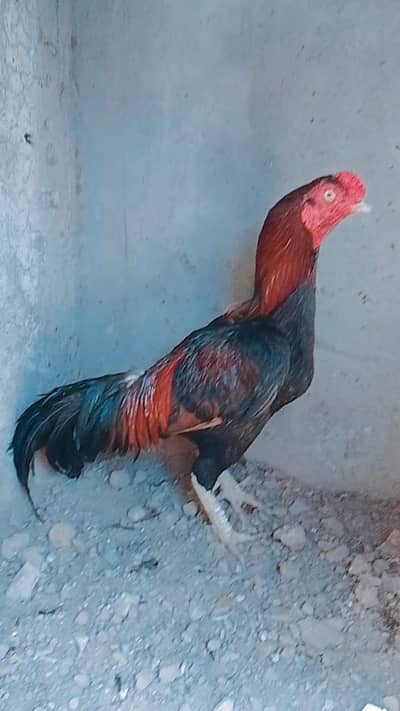 Aseel lakha breeder murgha for sale