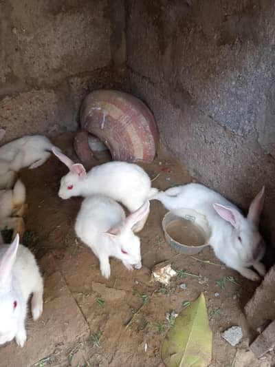 rabbits red eyes