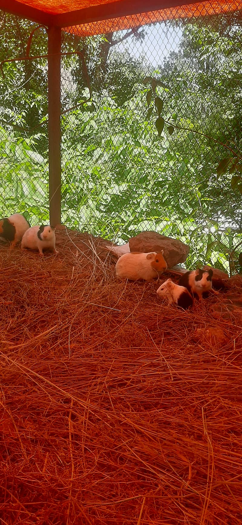Rodents 1