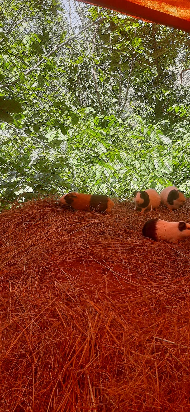 Rodents 2