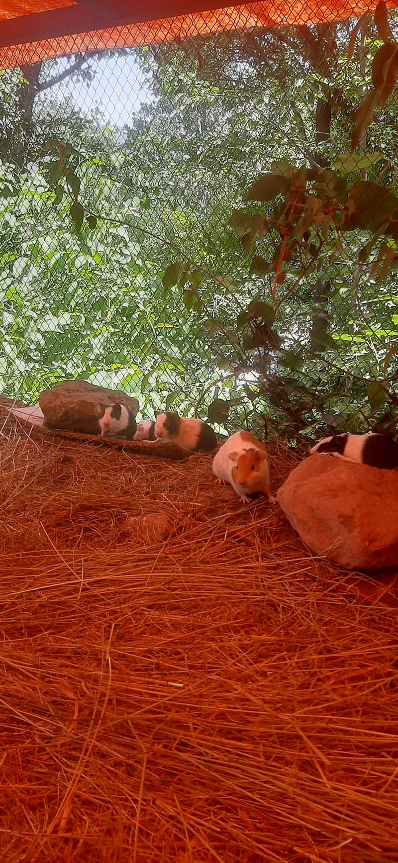 Rodents 3