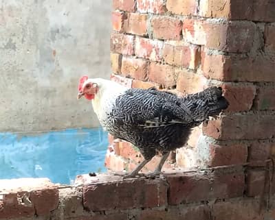12 Anday Wali Desi Murgia | Egg Laying Hens